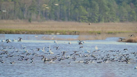 Very large flock of migrating wild ducks landing on a pond Stock Footage 263213818