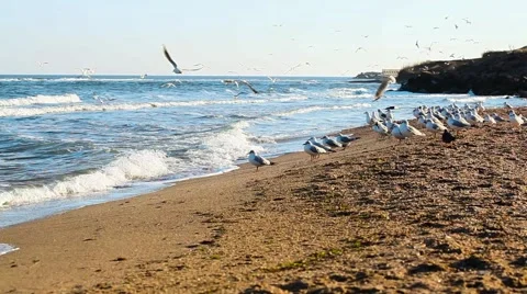 Very large flock of seagulls on the beach Stock Footage 65114233