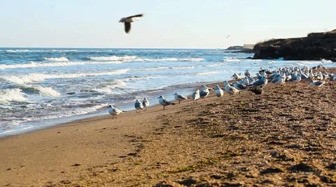 Very large flock of seagulls on the beach Stock Footage 65114256