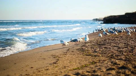 Very large flock of seagulls on the beach Stock Footage 65114423