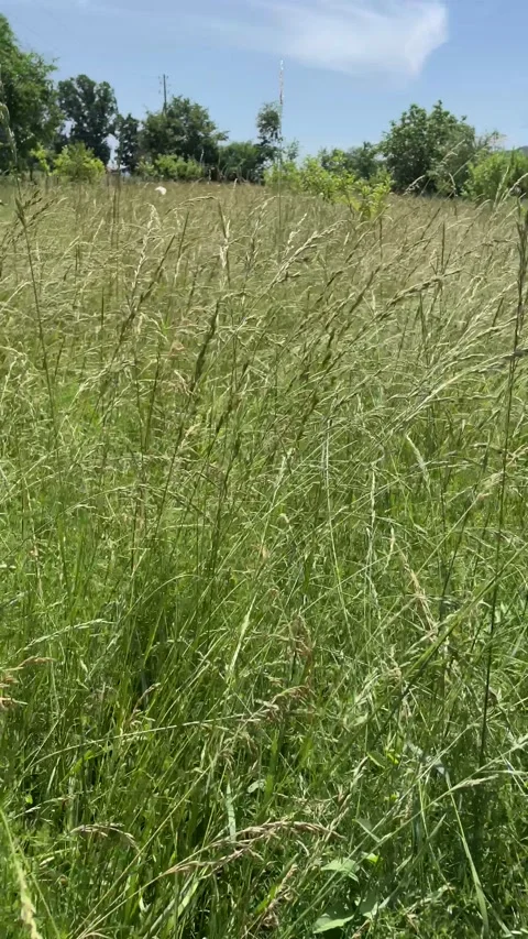 Very large grass - beautiful view Stock Footage 196823674