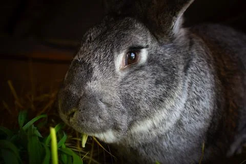 A very large gray rabbit that eats grass. Pet, rabbit sits in a cage with sad Stock Photos