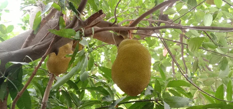 A very large jackfruit is caught in the tree Stock Photos