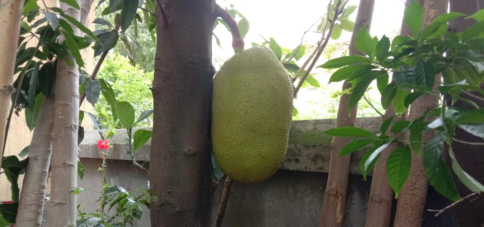 A very large jackfruit is caught in the tree Stock Photos
