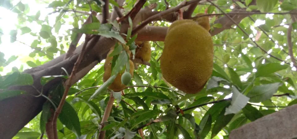 A very large jackfruit is caught in the tree Stock Photos