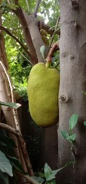 A very large jackfruit is caught in the tree Stock Photos