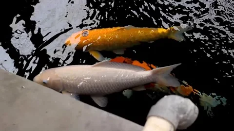 Very large koi fish or Cyprinus carpio in the pond Stock Footage 258808532