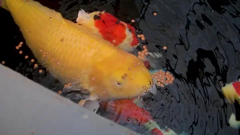 Very large koi fish or Cyprinus carpio in the pond Stock Footage 258808755
