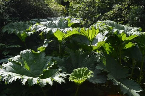 Very Large LEaf Stock Photos