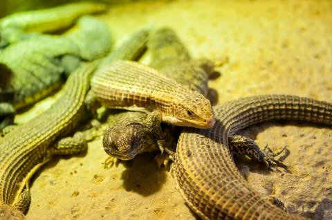 Very large lizards 写真素材