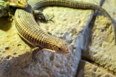 Very large lizards Stock Photos