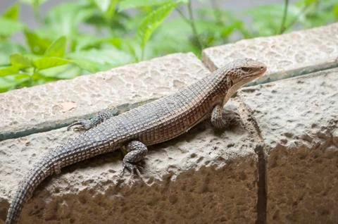 Very large lizards Stock Photos
