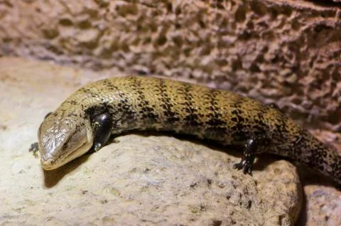 Very large lizards 写真素材