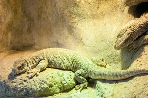 Very large lizards 写真素材