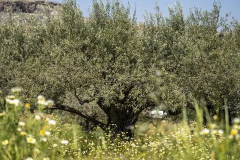 A very large olive tree surrounded with green field and flowers Foto stock