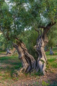 Very large olive tree, with twisted trunk. Growing in olive grove in Balearic Stock Photos