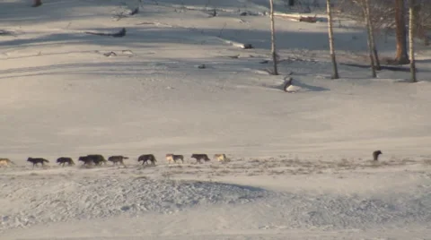 Very Large Pack of Wolves Black and Gray at Yellowstone National Park in Snow Stock Footage