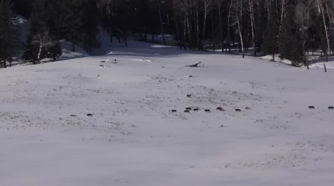 Very Large Pack of Wolves Hunting on Snow in Winter at Yellowstone Stock Footage