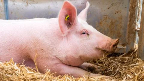 Very large pig on hay Stock Photos