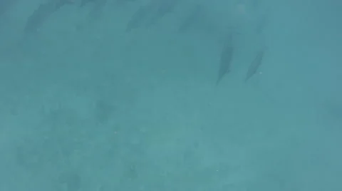 A very large pod of spinner dolphins swims under snorkeler in slow motion Stock Footage 49910850
