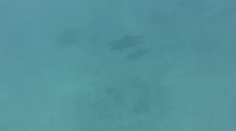 A very large pod of spinner dolphins swim under snorkeler in Hawaii Stock Footage 49910937