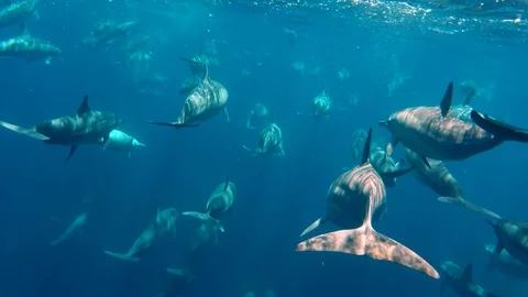 A very large pod of spinner dolphins (Stenella longirostris) swimming fast Stock Footage 123513361