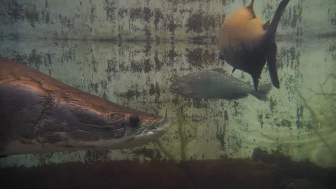 A Very Large Pre-historic looking fish 库存影片 96722496