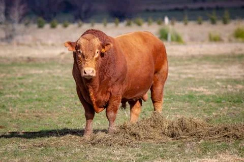 A very large red devon bull in a field in the countryside Stock Photos