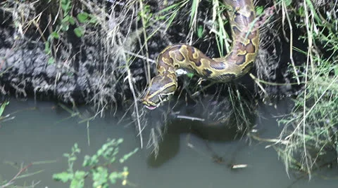 A very large rock python with food in the stomach 스톡 동영상 26713412