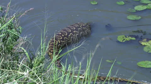 a very large rock python swimming in the... | Stock Video | Pond5