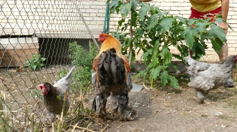 Very large rooster Stock Footage 53474098
