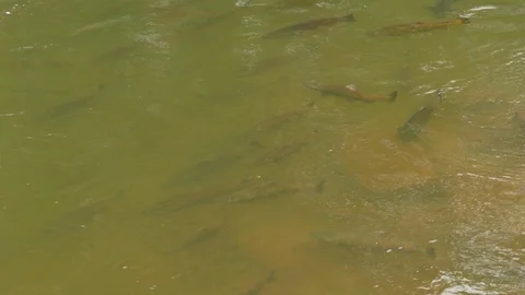 Very large salmon spawning and swimming in the same spot viewed in murky water Video stock 94861659