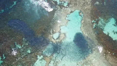 Very large school of Salmon during migration, shot over head with a drone. Stock Footage 120859928