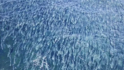 Very large school of Salmon during migration, shot over head with a drone. Vidéo 121016833