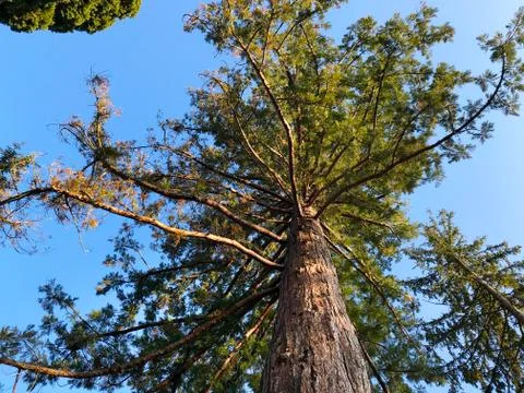 A very large sequoia tree, shot from below. Stock Photos