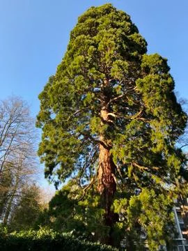 A very large sequoia tree, shot from below. Stock Photos