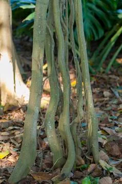 Very large tree roots Stock Photos