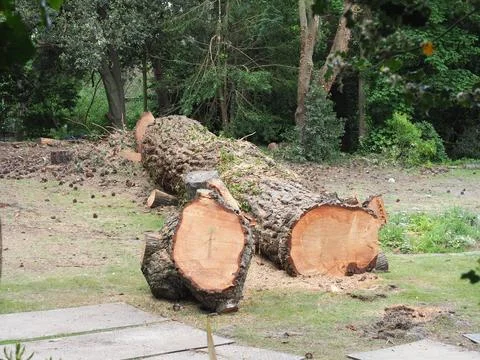 A very large tree trunk that has been freshly cut down Stock Photos