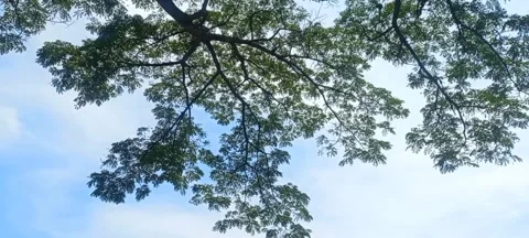 A very large tree with very dense branches and leaves #1 Stock Footage 292465953