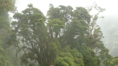 Very large tree wrapped in moss with tiny little birds living in it Stock Footage 126809873