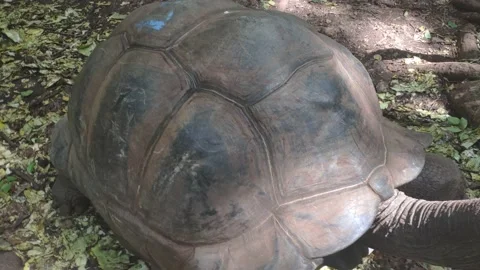 A very large turtle Stock Footage 156086788