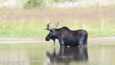 Very Large Wild Bull Moose (Alces alces) in Colorado Stock Footage 159152863