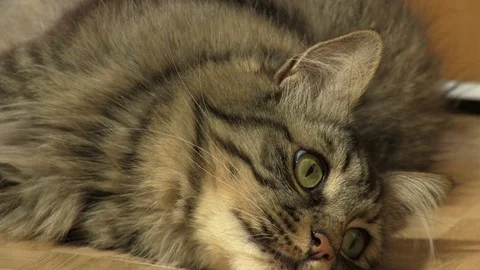 Very lazy cat looking around Stock Footage 93542877