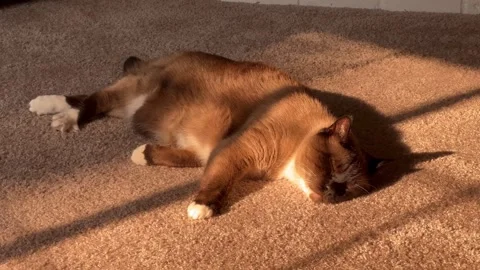 A very lazy Siamese cat naps in a sunbeam Stock Footage 284046902