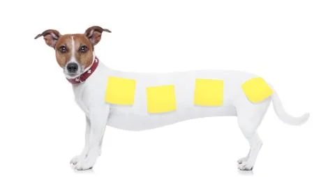 Very long dog Stock Illustration