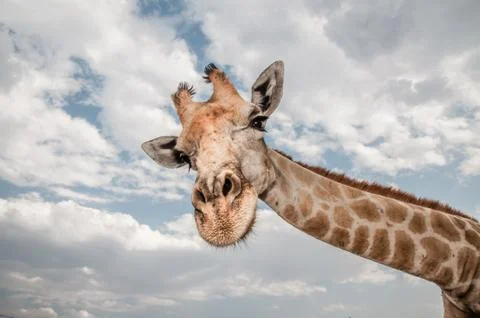 Very long neck Stock Photos