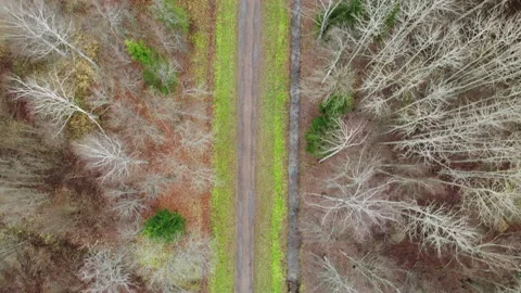 Very long straight path in autumn park with yellow leaves puddles Aerial drone Stock Footage 167686926