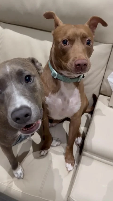 A Very Loud Conversation Stock Footage 313292173