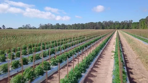 Very low flight over lush farm field of tomato plants in South Carolina, USA. Stock Footage 88891112