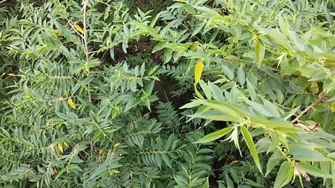 Very lush tree leaves Stock Footage 225485911